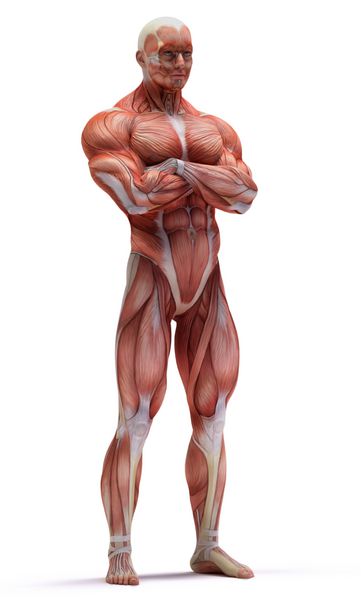 عضلات آناتومی