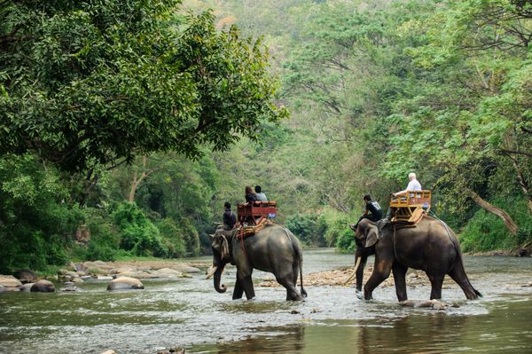 پیاده روی فیل در جنگل های شمال تایلند
