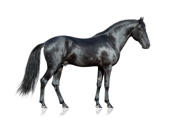 اسب سیاه روی سفید اسب سیاه جدا شده است اسب سیاه و سفید بر روی زمینه سفید جدا شده است