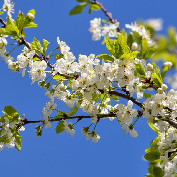 شاخه ای از شکوفه های گیلاس در برابر آسمان آبی