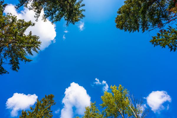 درختان در جنگل در برابر آسمان آبی با ابرها