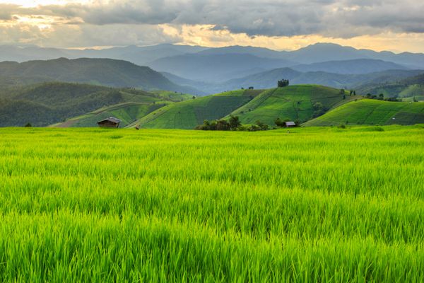 رشته برنج رشته برنج در Pa Pong Pieng Mae Chaem Chiang Mai تایلند