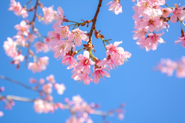 گل ساکورا زیبا صورتی شکوفه در پس زمینه آبی رنگ