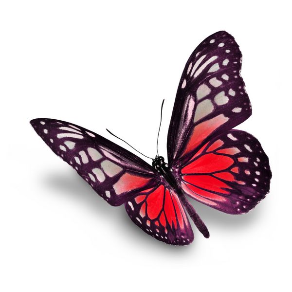 پروانه زیبا قرمز جدا شده بر روی زمینه سفید