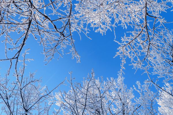 اسطوره زمستانی زمستانی درختان زمستانی در پس زمینه آسمان روشن آبی در آب و هوای آفتابی ترکیب طبیعت قاب