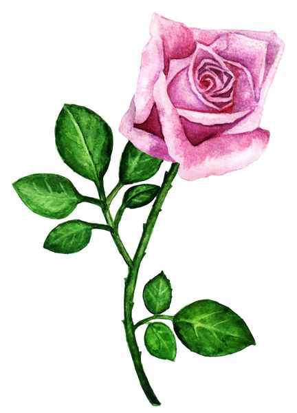گل آبرنگ صورتی گل رز با برگ های کوچک جدا شده بر روی زمینه سفید دست نقاشی