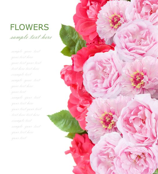 پس زمینه گل جدا شده بر روی سفید با متن نمونه گل رز صورتی و قرمز و گل صد تومانی