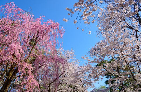 شکوفه های گیلاس در پارک قلعه Hirosaki در Hirosaki Aomori ژاپن