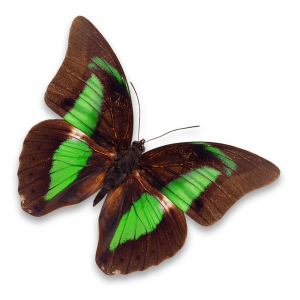 پروانه قهوه ای زیبا و سبز بر روی زمینه سفید جدا شده است
