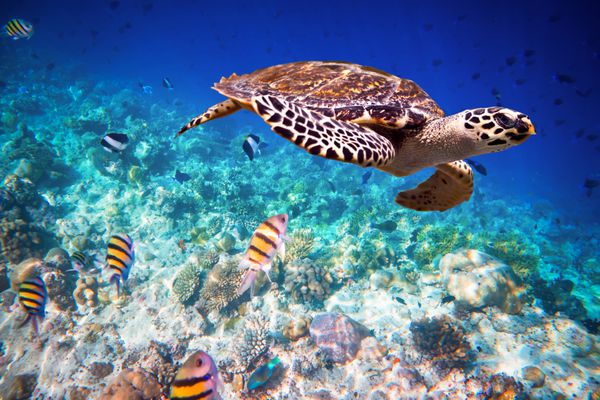Hawksbill Turtle Eretmochelys imbricata شناور زیر آب مالدیو صخره مرجانی اقیانوس هشدار تیراندازی معتبر زیر آب در شرایط چالش انگیز دانه کمی و شاید تار شدن