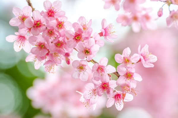 شکوفه گیلاس صورتی ساکورا