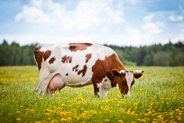 گاو خوردن علف در یک میدان
