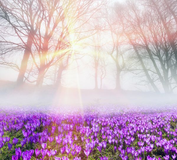 زعفران گایفلیا نخستین گلهای بهاری پرنور گلپایانی بلند است که در حوالی جنگل روح رشد می کنند و زامبی ها را در طلوع خورشید در کوه های کارپات در اوکراین و در Tatra
