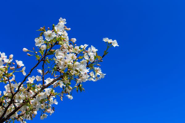 شکوفه گیلاس ساکورا در برابر آسمان آبی