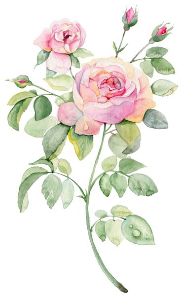 نقاشی آبرنگ گل رز صورتی در زمینه سفید -2