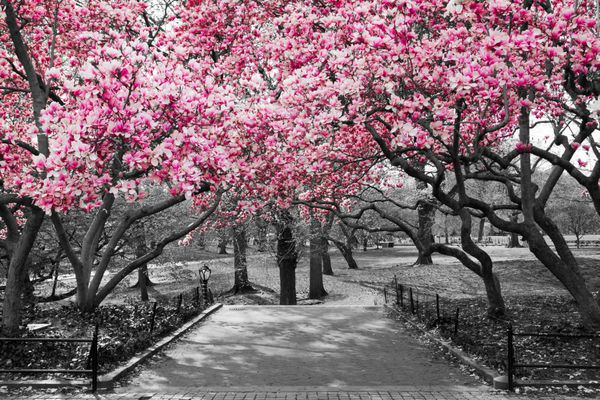 شکوفه های صورتی در پارک مرکزی چشم انداز سیاه و سفید شهر NEW YORK