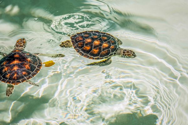 لاکپشت های ناز در معرض خطر در آب کریستال استراحت می کنند