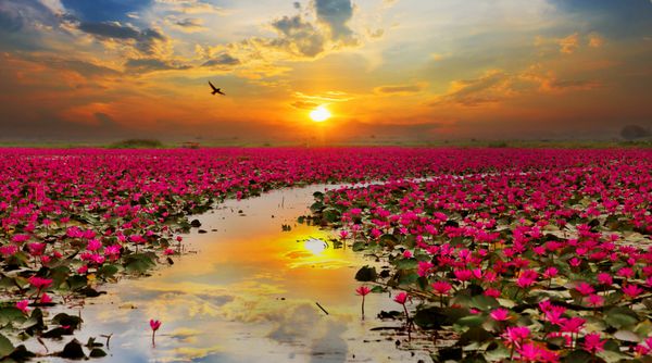 گل آفتابگردان در تایلند