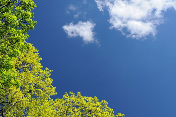 درخت سبز روشن در آسمان آبی با ابرهای copyspace افقی است