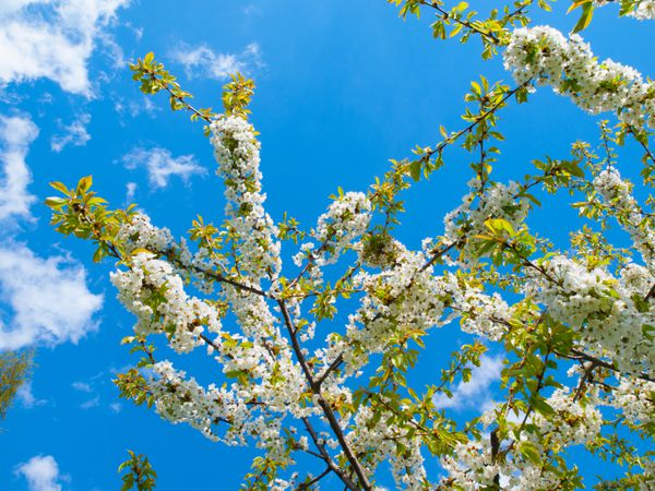 شاخه های شکوفه های گیلاس در برابر آسمان آبی