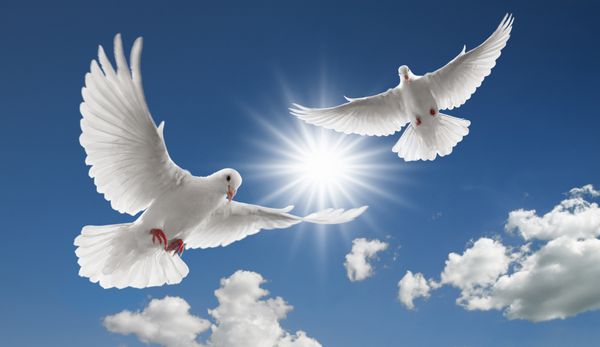 دو کبوتر پرواز با بال گسترش در آسمان