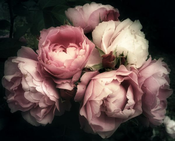 دسته گل زیبا گل رز صورتی در یک زمینه تاریک فیلتر نرم و رمانتیک به نظر می رسد مانند یک نقاشی قدیمی است