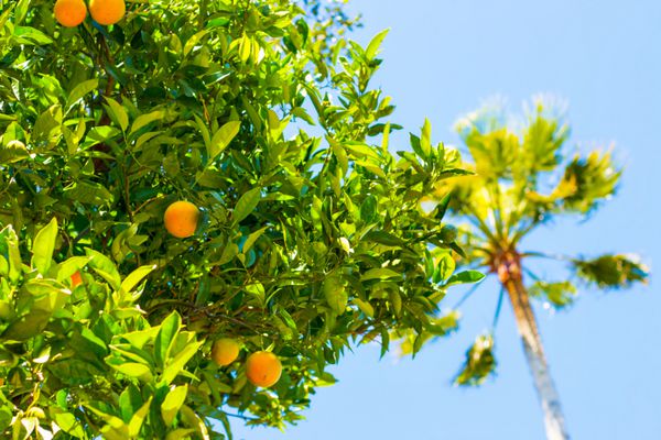 درخت نارنجی گرمسیری