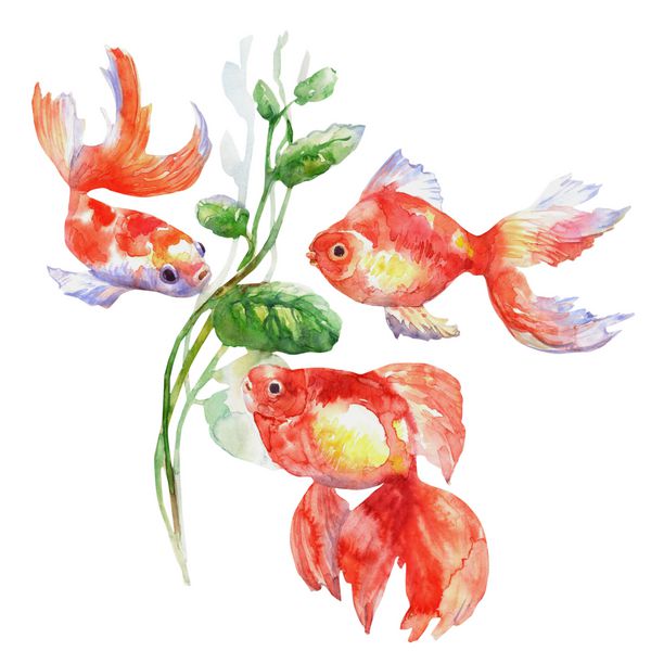 آبرنگ قرمز FishesTree Goldfish تصویر زمینه حیوانات وحشی زیر آب