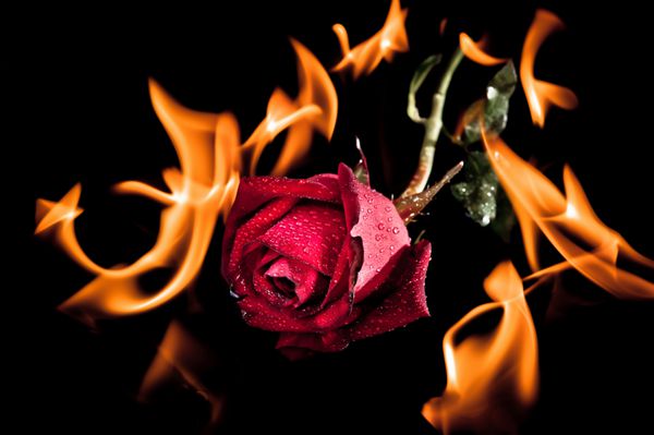 عکس یک گل قرمز سوختن بر روی آتش