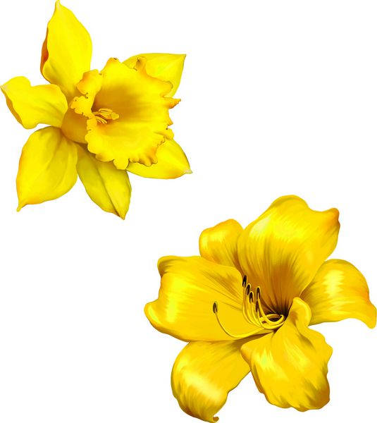 لیلی زرد گل های ناهارخوری یا نارسیوس بر روی براق سفید رنگ جدا شده است