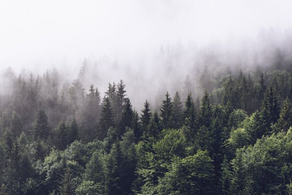 شیب کوهستانی مورب در ابرهای کم عمق و تپه های همیشه سبز در مه در یک منظره منظره دیدنی پوشیده شده است