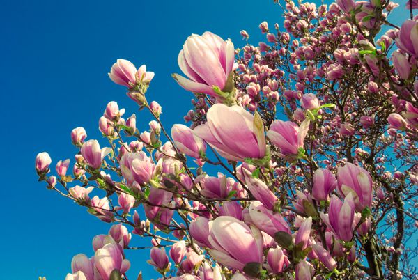 شکوفه درخت ماگنولیا در آوریل جدا شده در پس زمینه آبی رنگ