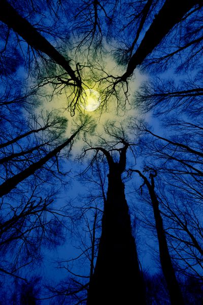 یک شات به دنبال در آسمان در جنگل