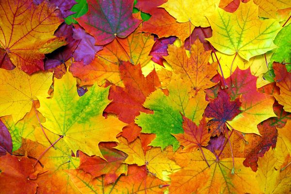 پس زمینه با پاییز برگ های رنگارنگ