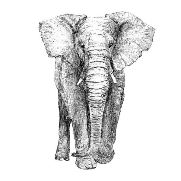 نمایش منظره منظره فیل رنگ خاکستری تصویر سیاه و سفید جدا شده بر روی زمینه سفید رسم مداد رسمی
