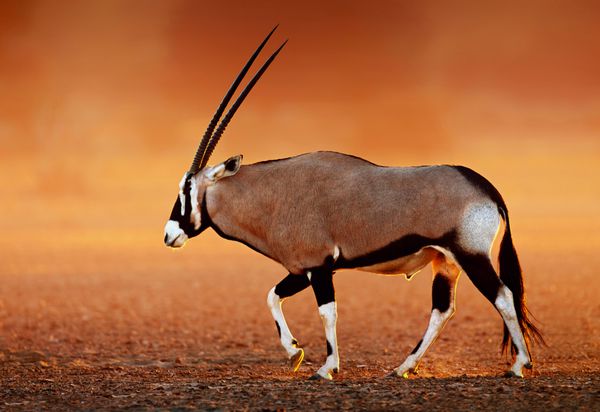 Gemsbok Oryx gazella در دشت کویر گردو در غروب خورشید Kalahari آفریقای جنوبی