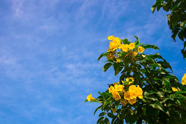 شاخه درخت با گل های زرد در برابر آسمان آبی در تابستان