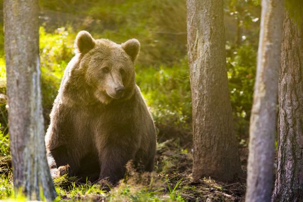 بزرگ خرس قهوه ای بزرگ در جنگل