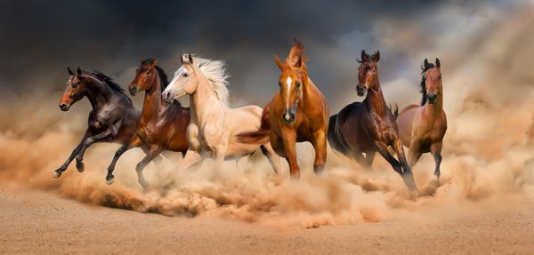 گله اسب در شن و ماسه بیابان طوفان در برابر آسمان دراماتیک