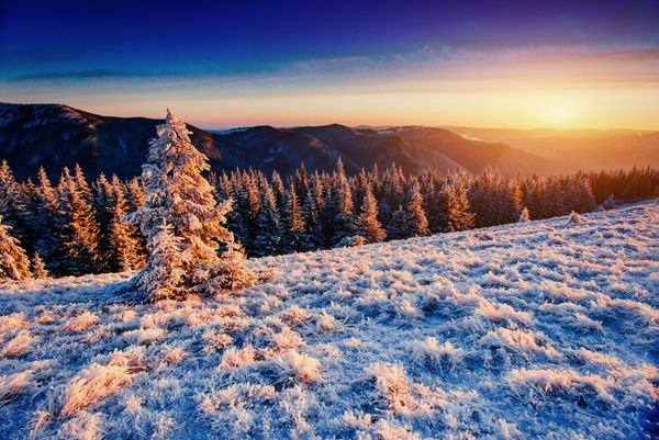 درخت زمستانی جادویی برف پوشیده شده است