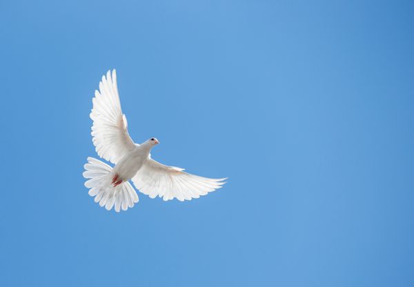 کبوتر سفید در آسمان پرواز می کند