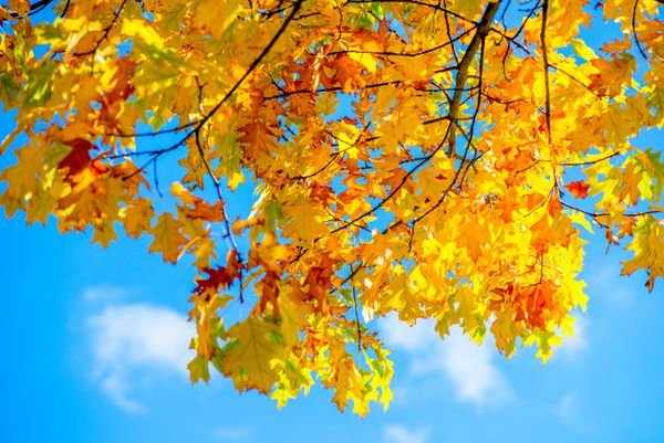 درختان پاییز با برگ های زرد در زمینه آبی آسمان در جنگل یا پارک شروع پاییز