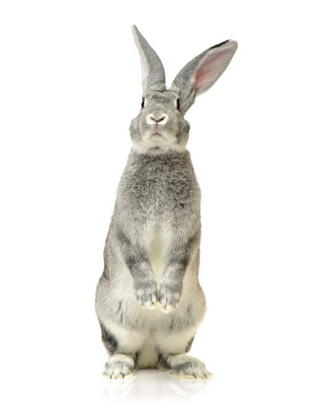 خرگوش خاکستری بر روی زمینه سفید