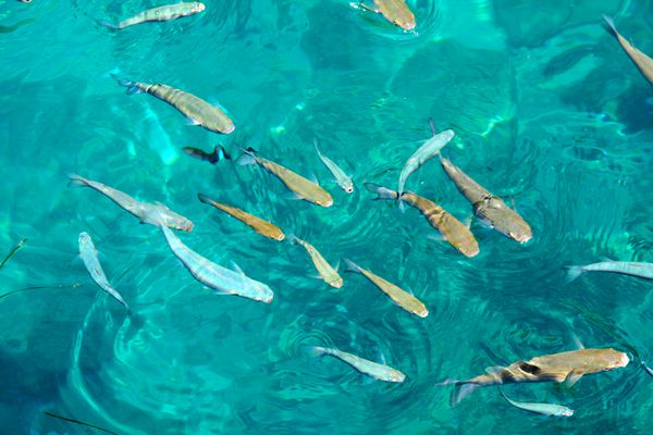 گروهی از ماهی ها در آب آشامیدنی یک تصویر از سطح آب گرفته شده است