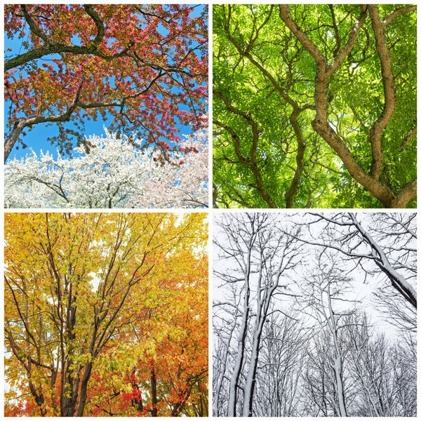 چهار فصل درختان در بهار تابستان پاییز و زمستان کلاژ 4 عکس