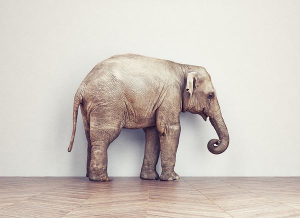 یک فیل آرام در اتاق در نزدیکی دیوار سفید مفهوم خلاقانه