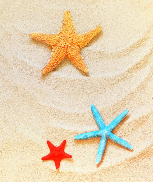 ستاره دریایی قرمز آبی و زرد در ساحل شنی است