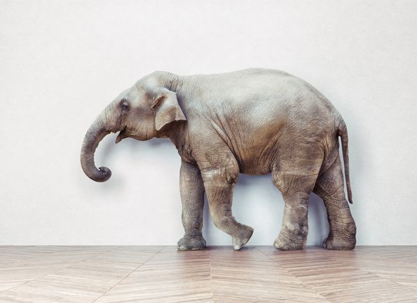 فیل در آرام در کنار دیوار سفید آرام است مفهوم ترکیب عکس خلاق