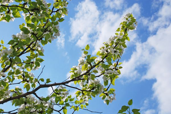 درخت شکوفه بهاره در برابر آسمان