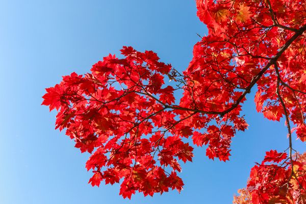 برگ افرا جداگانه رنگارنگ و شاخه طبیعت آبی آسمان
